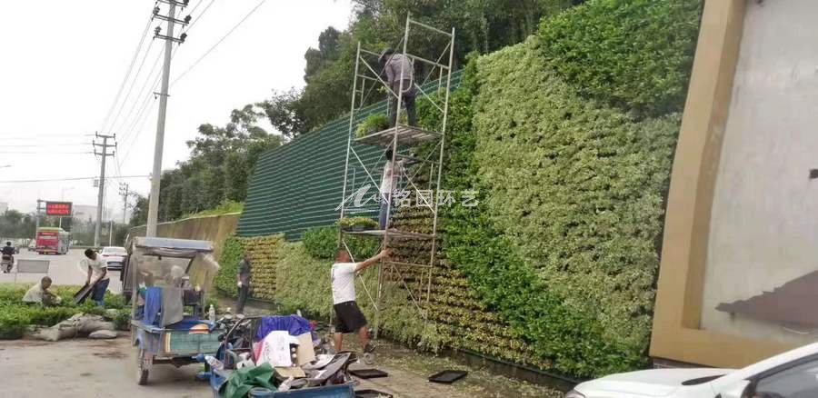 国道马路护坡植物墙