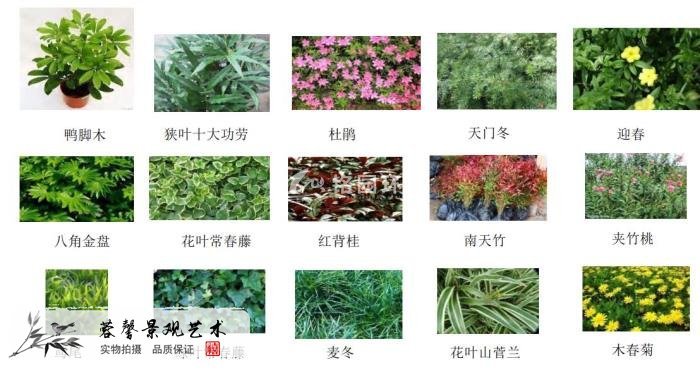 植物墙价格