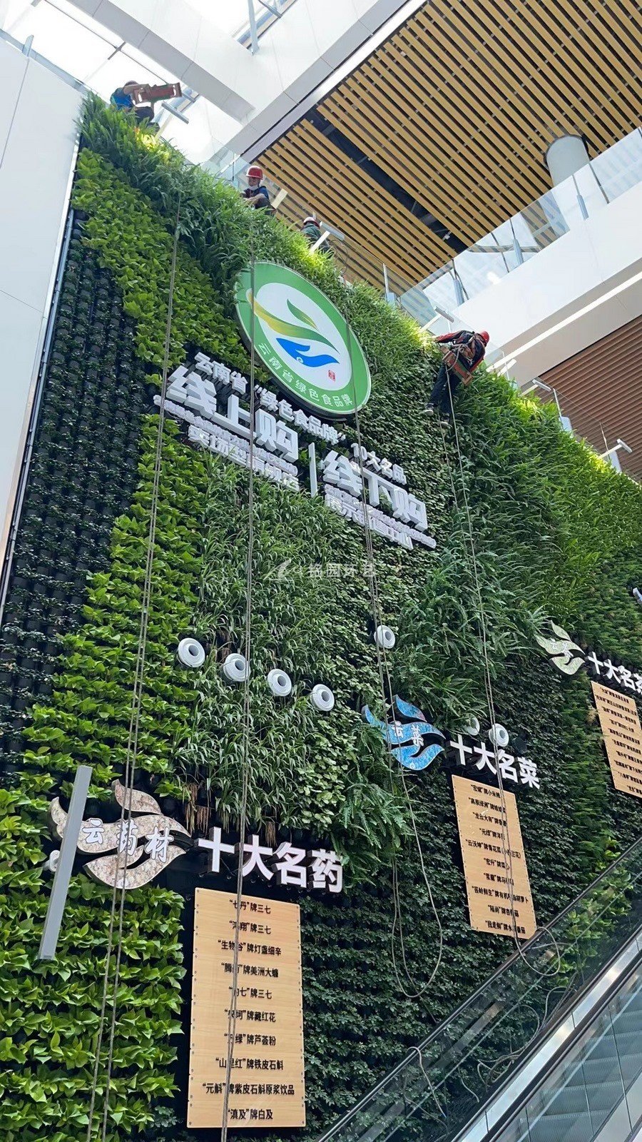 展厅植物墙